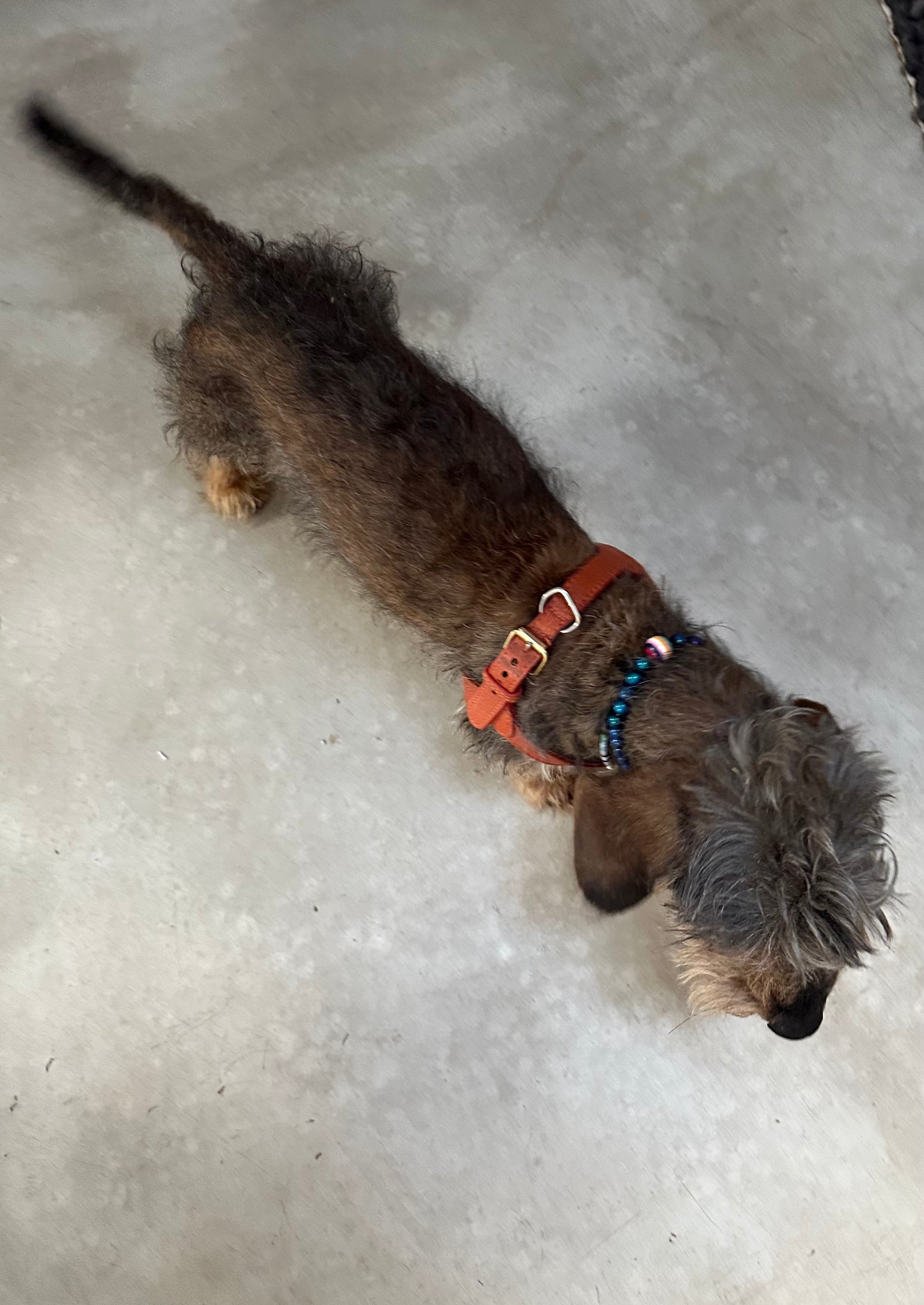 MOOD DOG NECKLACE